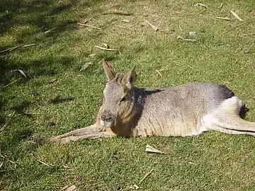 Mara at Tropical Wings