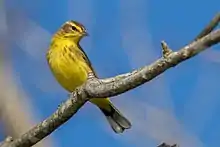 A Palm Warbler photographed during its Spring migration