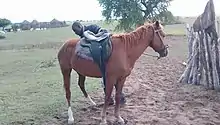 Red horse seen in profile, with a black man placing his hand on the saddle.