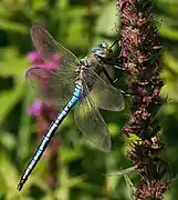 Male in side view