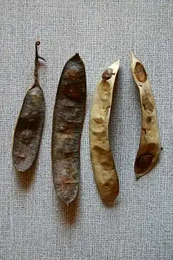 Seeds