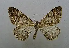 Mounted specimen