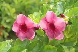 Mandevilla sanderi