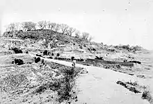 black-and-white photograph of small hill bare of all but a handful of fig trees