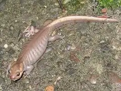 Northwestern salamander