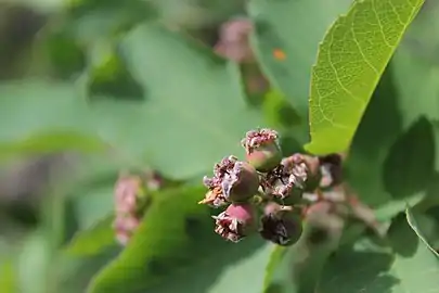 Unripe fruit