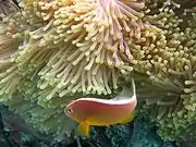 A. akallopisos (Skunk anemonefish)