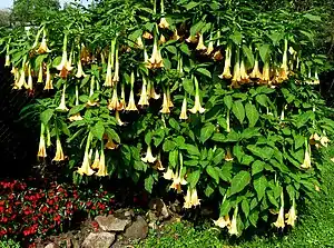 Angel trumpets shrub – Brugmansia suaveolens