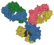 Surface model of an antibody at the molecular level