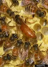 Larger, solid-brown queen with striped workers