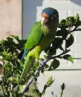 Pet orange-fronted parakeet in garden