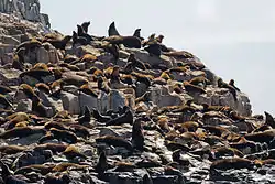 Australian fur seal colony on rocks