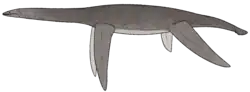 Reconstruction of a left-facing plesiosaur.