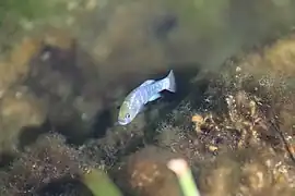 The endangered Amargosa pupfish in Kings Pool