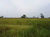 Grassland of Kaziranga National Park