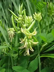 The fruits of Liquorice milkvetch are pods