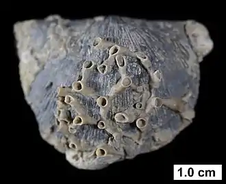 The tabulate coral Aulopora living as an epibiont on the brachiopod Strophodonta