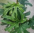 Begonia aconitifolia