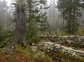 Baikal Zapovednik