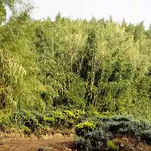 Giant African bamboo species Yushania alpina (Poaceae)