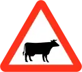 Cattle ahead