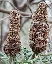 Two greyish old flower spikes with oval valved seed pods