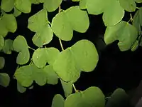 Foliage details: lobes and mucronules