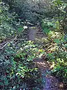 The Beck flowing through woodland on Beeston common.