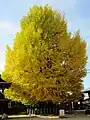 Ginkgo biloba