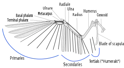 A illustration of the skeleton of a bird wing, with lines indicating where feather shafts would attach