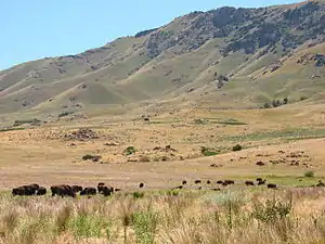 A herd of bison on Antelope Island