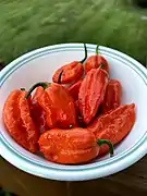 Ripe, harvested bhut jolokia