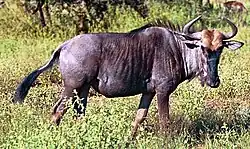 Black Wildebeest