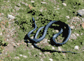 Desert black snake