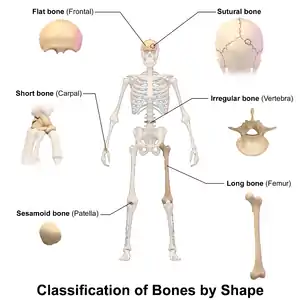 One way to classify bones is by their shape or appearance.