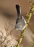 Blue-gray gnatcatcher