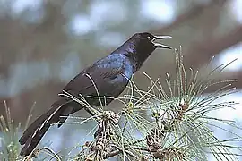 Ubiquitous along the southeast and Gulf of Mexico beaches in the United States