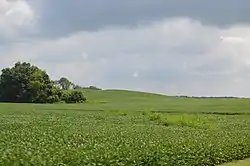 Soybean fields north of Rushville