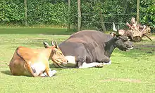 Brown and dark brown bovids