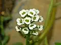 Flowers of Lobularia maritima