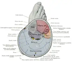 Cross section of the lower leg, showing the gastrocnemius at the back.