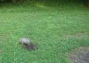 Armadillo near Burr Oak camping area.