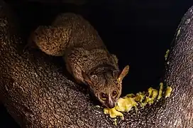 Brown greater galago