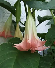 Brugmansia suaveolens flower