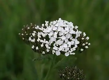 Budding flowers