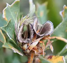 Side view of a bug, with green underside and brown back, inside an open follicle