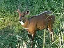 Brown, black, and white bovid