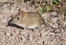 Brown elephant shrew