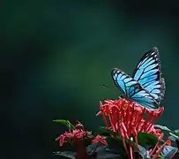 Butterfly at Botanic Garden