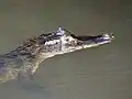 Spectacled Caiman in the Tortuguero National Park.